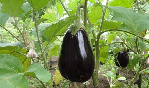 Aubergine on veg patch